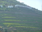 Vineyard with huge plot in Douro 